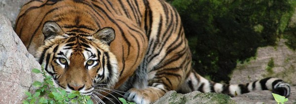 Lo zoo di Napoli è in restauro