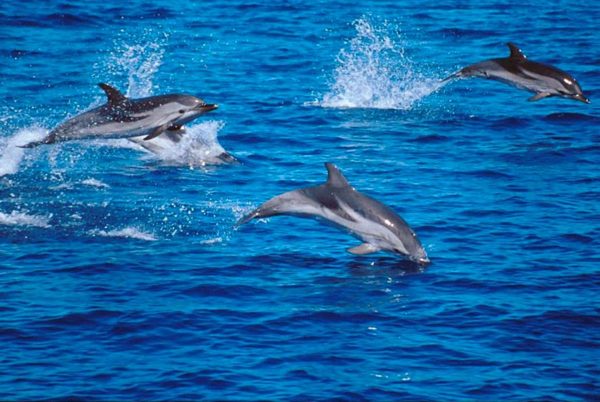 Avvistati delfini nelle acque di Bagnoli