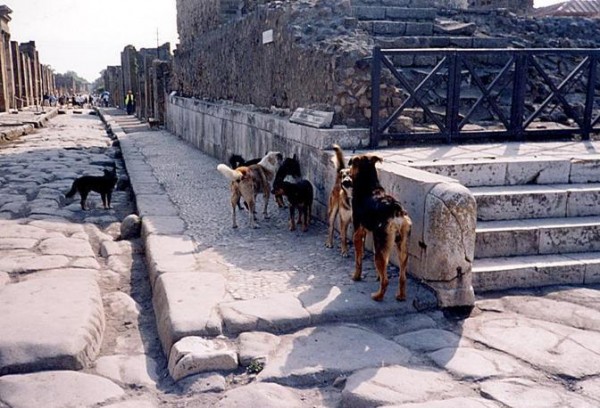 I cani randagi di Pompei diventeranno cani di quartiere