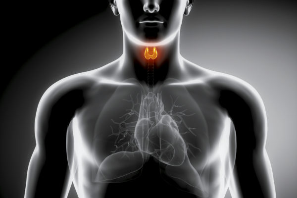 tiroide-cuore