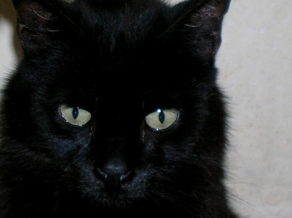 Gatto nero e superstizione napoletana