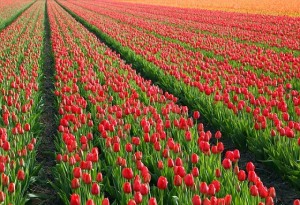 tulips-21578-640