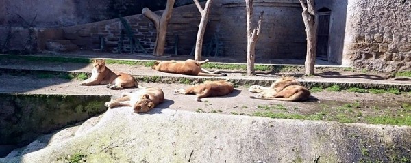 Ambiente dei leoni, Zoo di Napoli