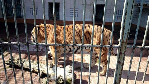 Gabbia della tigre, Zoo di Napoli