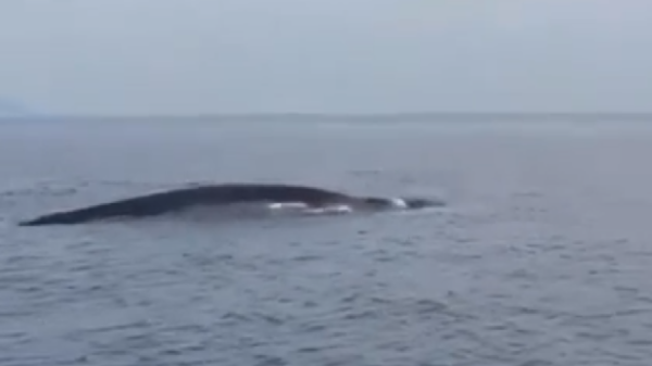 Balene Ischia
