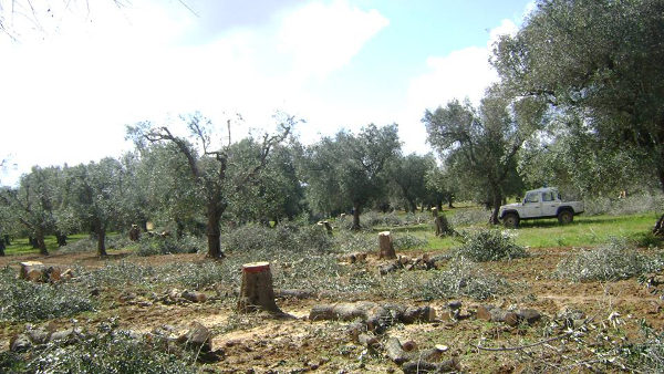 Ulivi tagliati - xylella