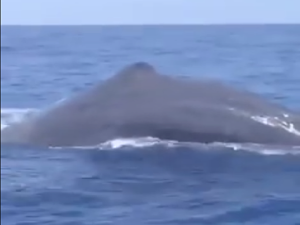 balena ischia video
