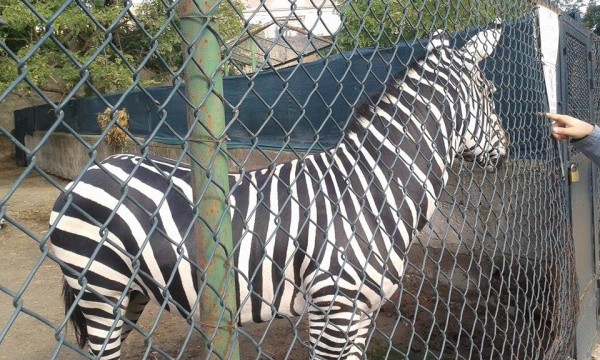 Zoo di Napoli - zebra