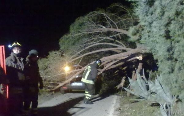 albero cade su auto
