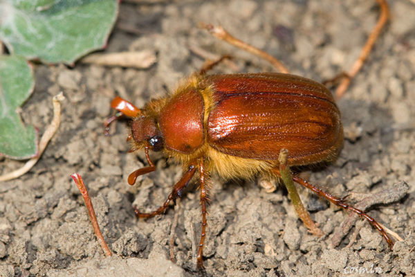 o' vaccariello e' san giuvanne