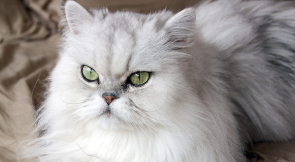 gatto persiano
