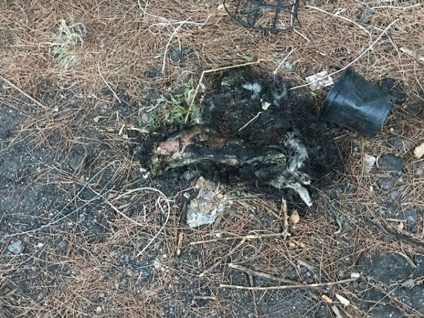 Gatto Morto sul Vesuvio