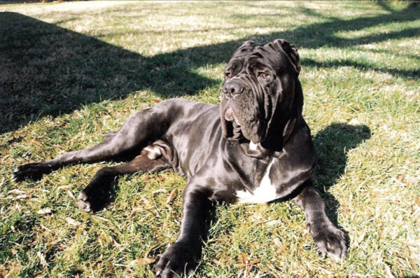 mastino napoletano