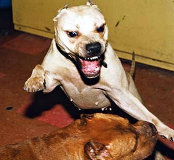 lager cani lager cani