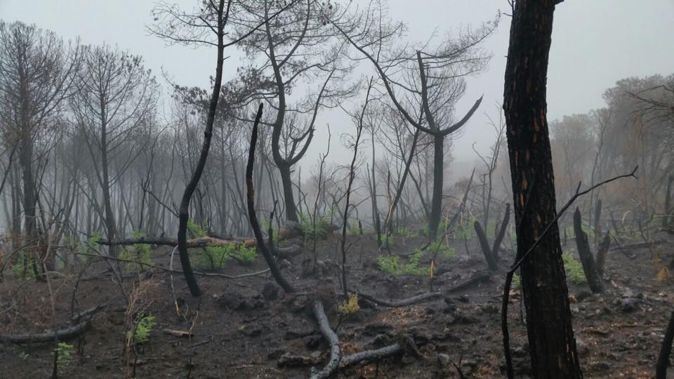 vesuvio incendi pnrr