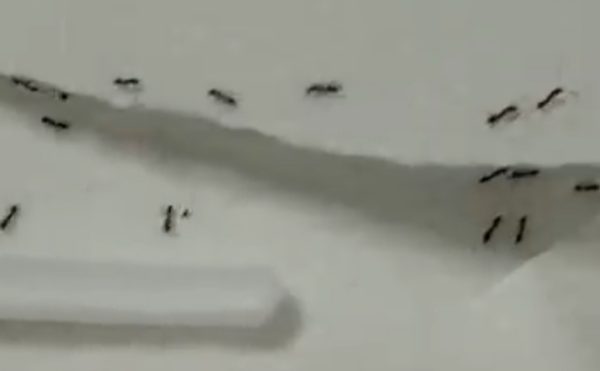 formiche san giovanni bosco