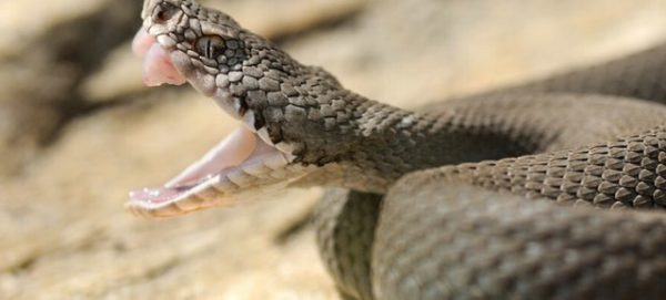 'A vìpere ca muzzecaie a muglierema, murette 'i tuosseco