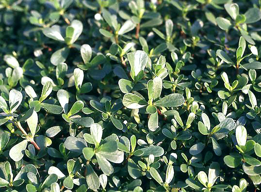 Portulaca Oleracea, in napoletano pucchiacchella