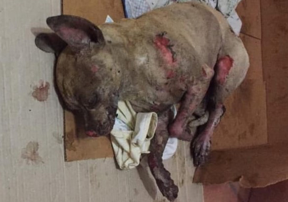 cane acido mondragone