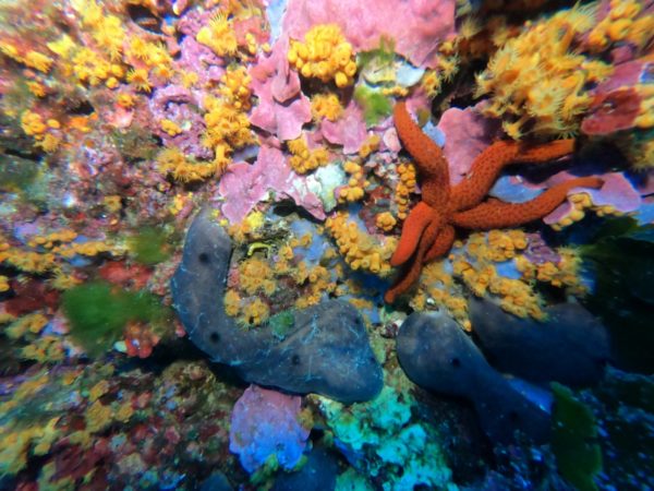 regno di nettuno regno di nettuno