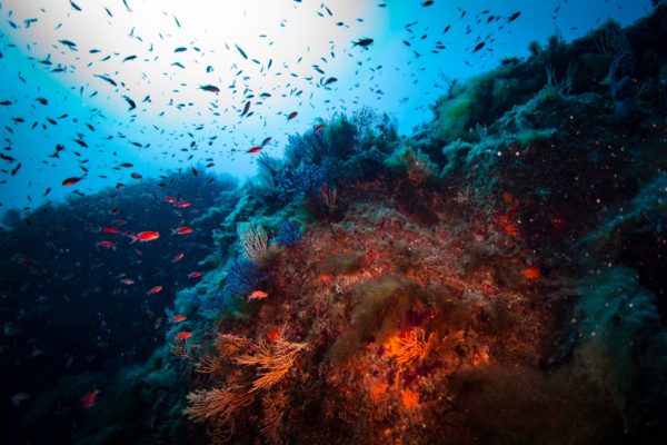 regno di nettuno regno di nettuno