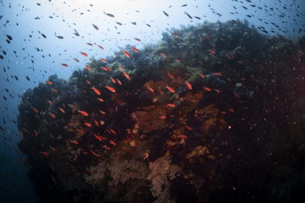 regno di nettuno regno di nettuno