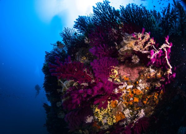 regno di nettuno regno di nettuno