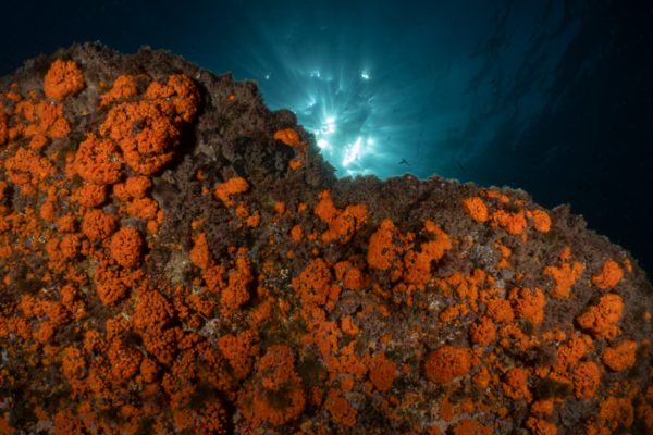 regno di nettuno regno di nettuno