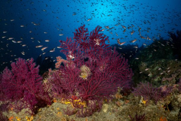 regno di nettuno regno di nettuno
