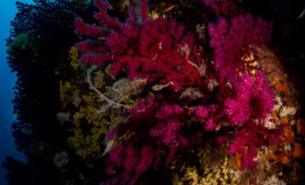 regno di nettuno regno di nettuno