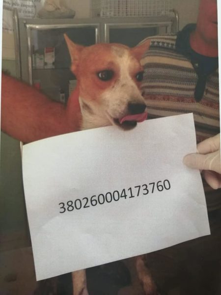 cani adottare sant'agnello