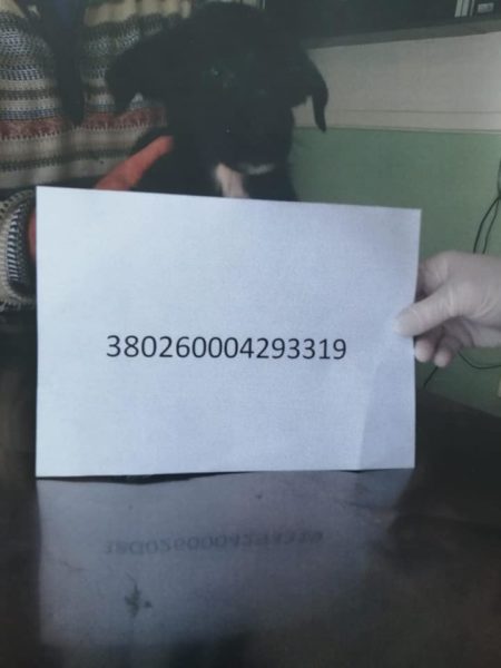 cani adottare sant'agnello