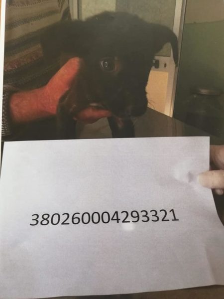 cani adottare sant'agnello