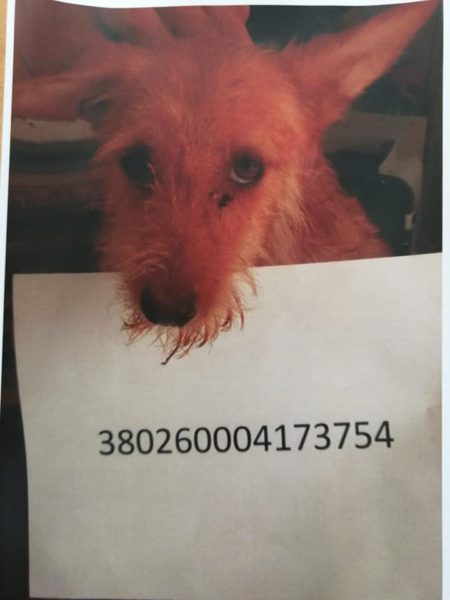 cani adottare sant'agnello