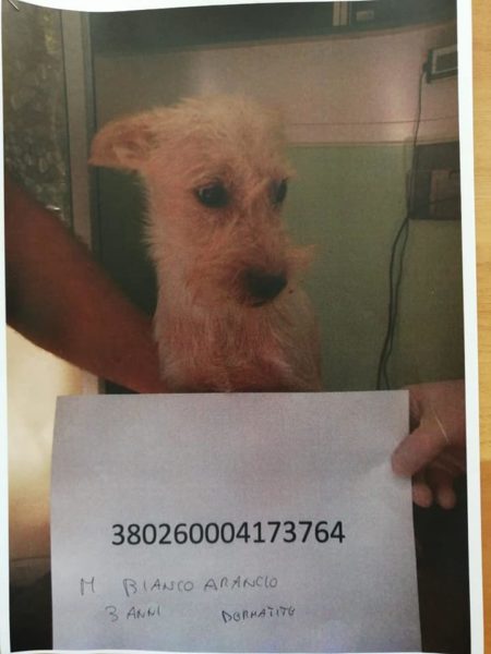 cani adottare sant'agnello