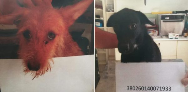 cani adottare sant'agnello