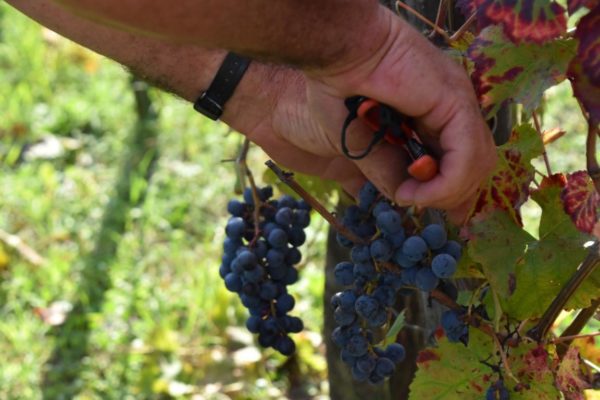 vendemmia pompei 2019