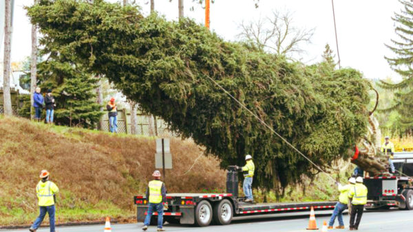 Albero Natale Taurasi 2