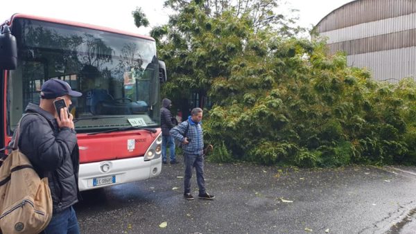 maltempo napoli albero