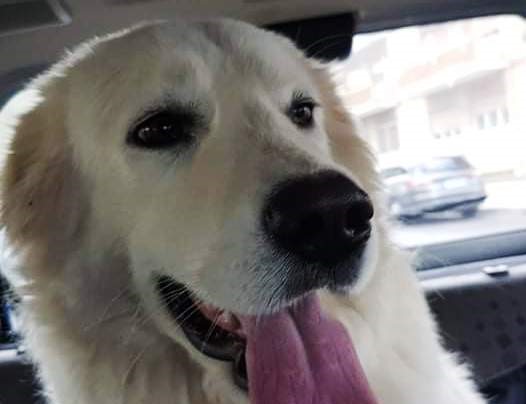 diana cucciolo cane morto botti capodanno