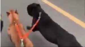 cani scooter cani scooter