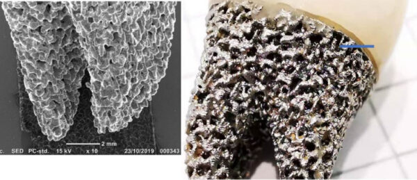 università vanvitelli