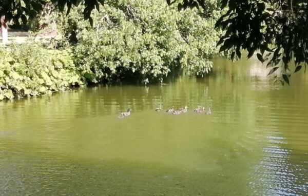 reggia caserta germani