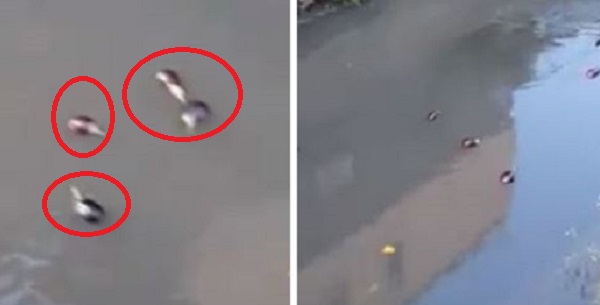 Fiume Sarno melanzane