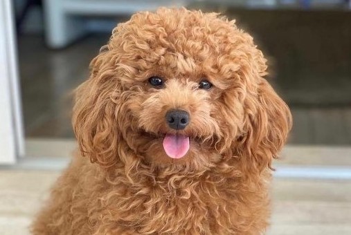 cane smarrito ritiro napoli