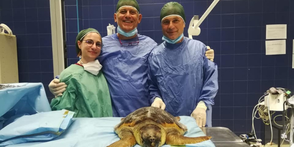 intervento tartaruga