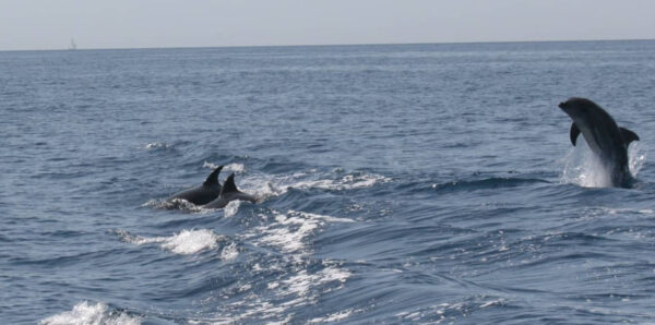 delfini vervece