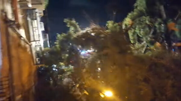 albero piazza cavour