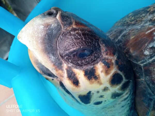 tartarughe punta campanella