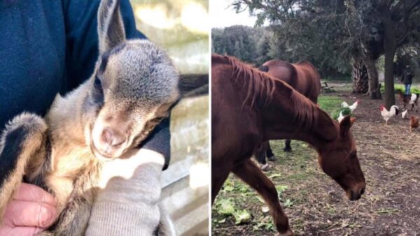 parco quarantena bacoli